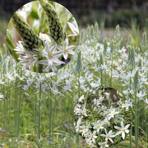 Ornithogalum 'Sochi' - Linnupiim 'Sochi' 